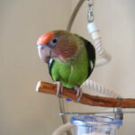 Thumbnail image for Bird Cages: Cape Parrot Cage Set-Up
