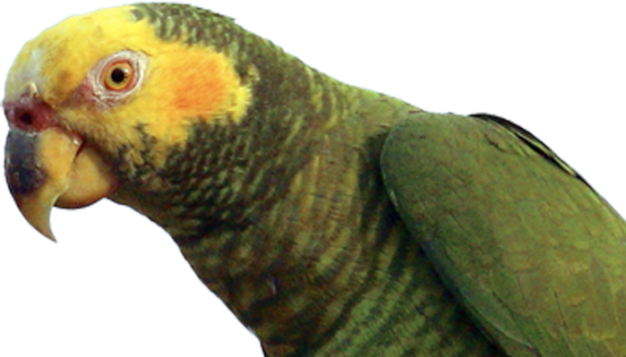 a green and yellow parrot