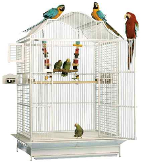 Parrots sitting on and in an extra large cage.