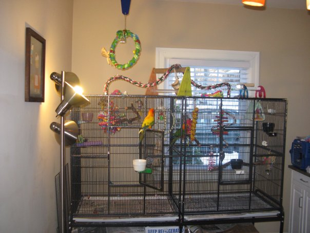 Uberettiget ubetinget Misforståelse Bird Cages: Conure Cage Setups | Discount Parrot Supplies
