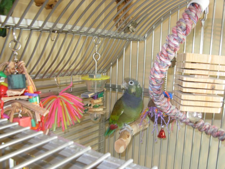 Maxi Pionus Cage