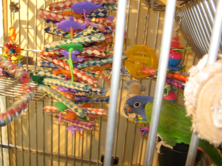 Blue-Headed Pionus Cage