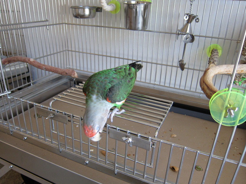 Cape Parrot Cage Size