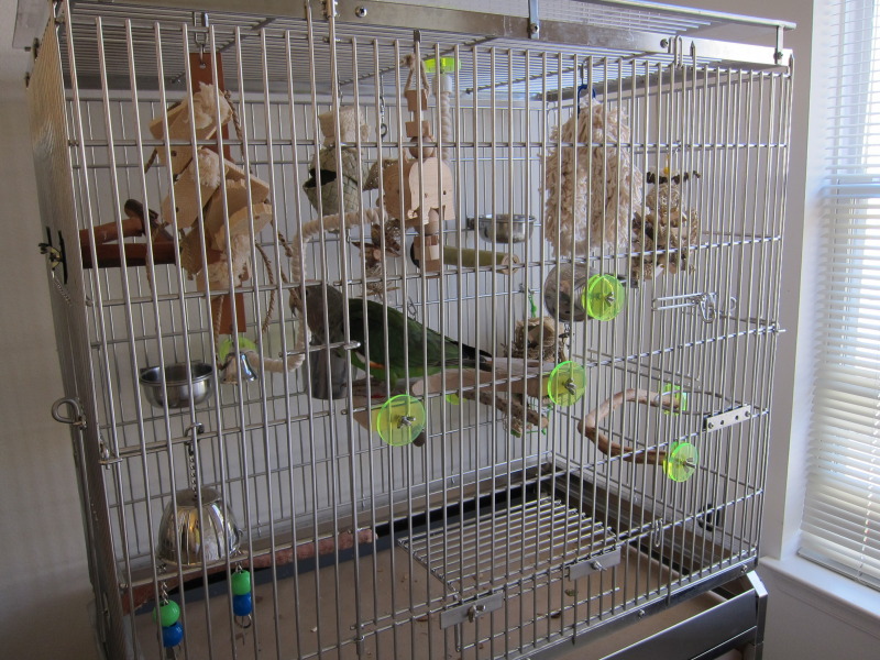 Cape Parrot Cage