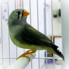 Pet Finch in a Cage