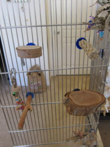 Assorted perches for budgerigars