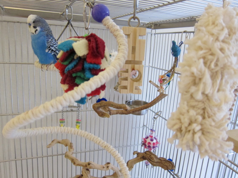 Roosting perches and foraging toys for budgies