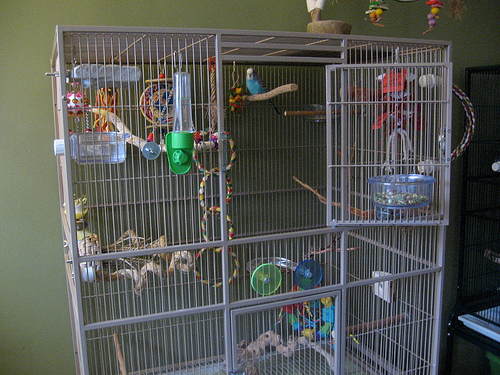 Pepper's cage is stock with lots of natural shredding toys and a variety of perches.