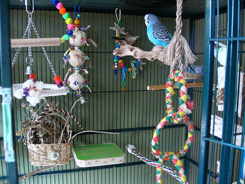 Note the variety of different perches, including a flat perch, available in this parakeet cage.