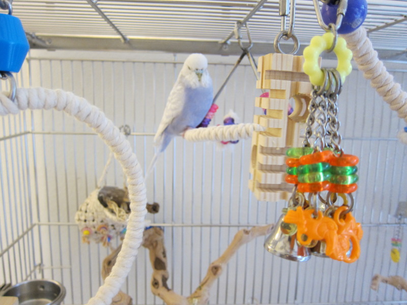 Roosting perches and foraging toys for budgies
