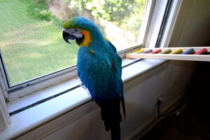 B&G macaw looks out the window