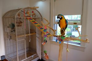 B&G macaw on a java tree stand